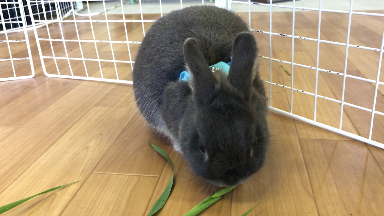 うさぎ畑の生牧草をご紹介 うさぎ畑オンラインショップ にんじん葉とチモシー牧草農園