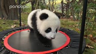 Funny panda moments #3