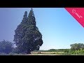 Láttál már ekkora fát? Megnéztük a 160 éves mamutfenyőt Csiffytanyán - hirek360.hu