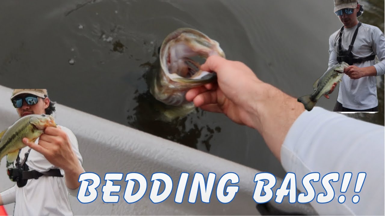 Catching BIg Bass In Extremely Pressured Pond!!!