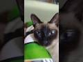 #viralvideo #pet #trending #shorts #cat #siamese #joker #cute #popipo #kitty #kot #viralshorts