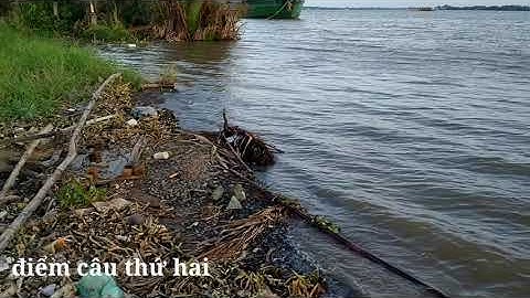 điểm câu cá ngát ,cá út , cá mè vinh ,cá dứa con (cá sát ) tuyệt đẹp cho cần thủ câu sông