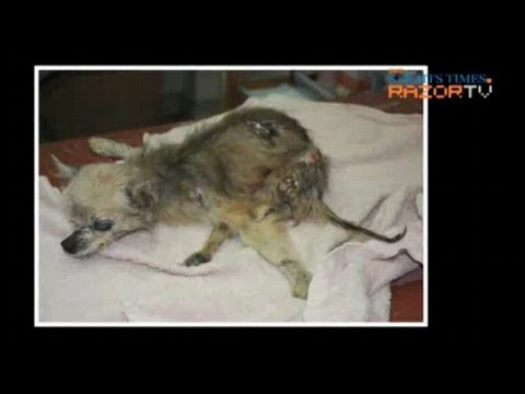 Report video of animal cruelty