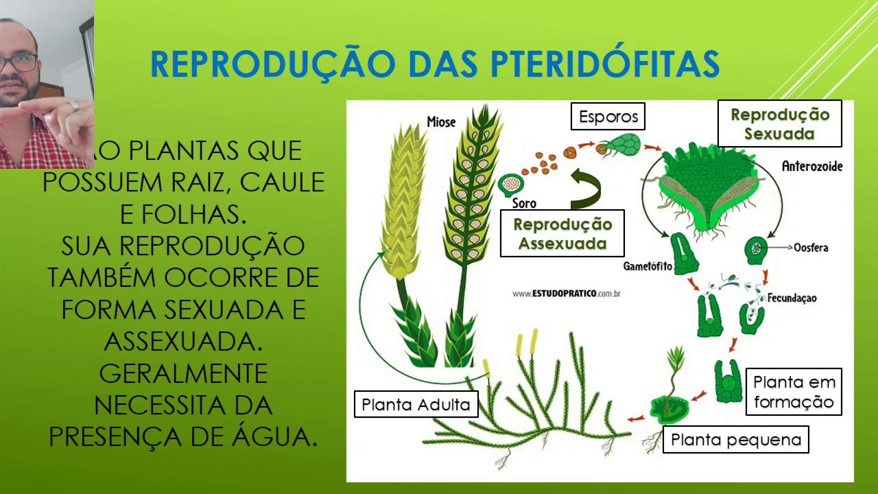 Que Tipo De Reprodução Está Descrito No Procedimento - FDPLEARN