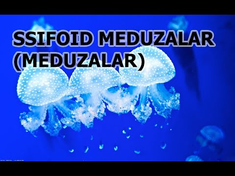 Video: Dunyodagi eng zaharli meduza qaysi?