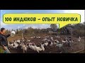 Индюки разведение // ПРОЕКТ "100 ИНДЮКОВ"