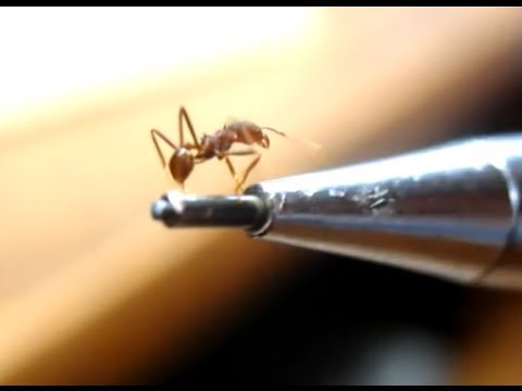Crazy Ant farm - Formigário