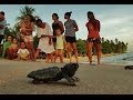 Solturas de tartarugas na Praia do Forte. Bahia. Brasil