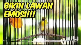 PLECI BUXTONI MANGGIL LAWAN,BIKIN SEMUA JENIS PLECI LANGSUNG EMOSI🔥