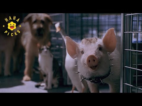 Escaping Animal Control Babe Pig In The City 