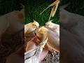 Adorable cockatiel parrot 🐦😍 #birds #cockatiel #yellowcockatiel48