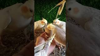 Adorable cockatiel parrot 🐦😍 #birds #cockatiel #yellowcockatiel48