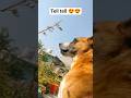 main enna cute kyu hu 🤣#shortvideos #shorts #viral #funny #me& dabbuwithsmile
