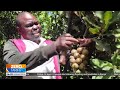 Kenya’s macadamia industry set to benefit from China’s zero-tariff policy