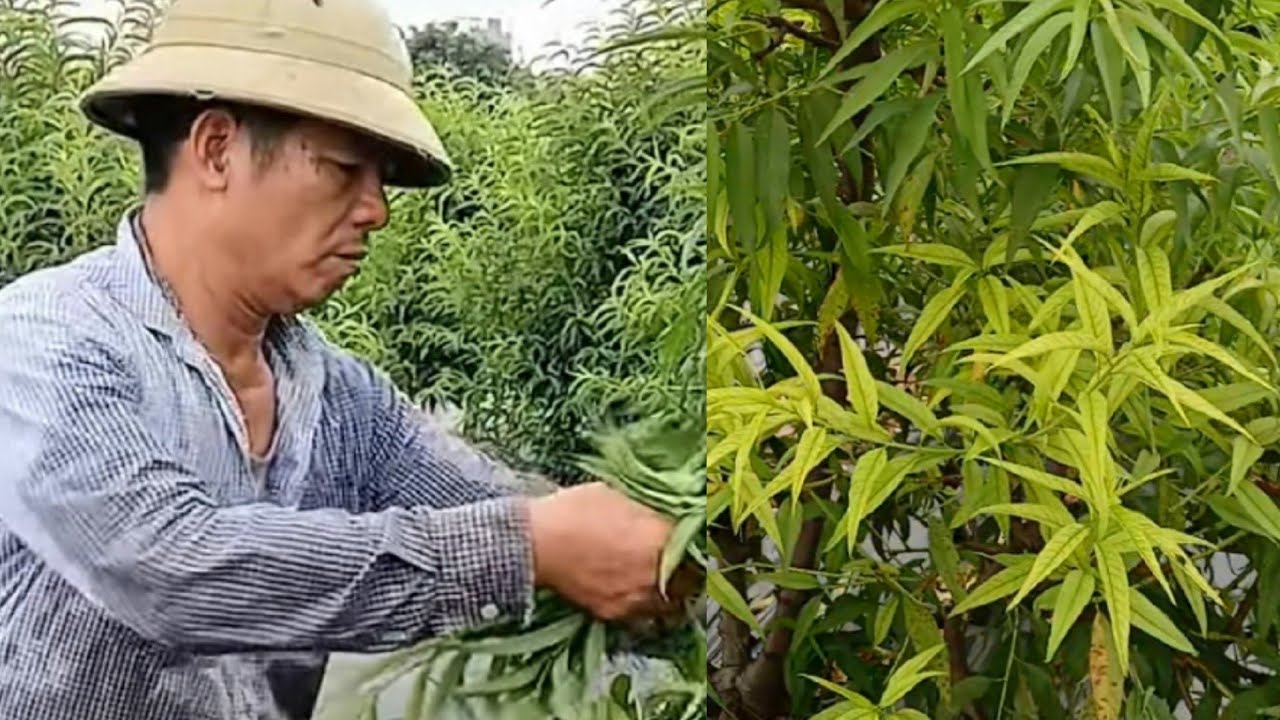 Không thể cắt răm chốt vì cây quá  yếu! - Nguyên tắc vàng tính toán khi cắt răm chốt!