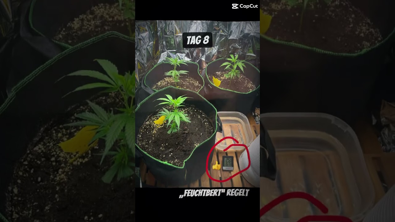 Ich growe Cannabis in meiner SAUNA.  Tag 1 – Tag 14