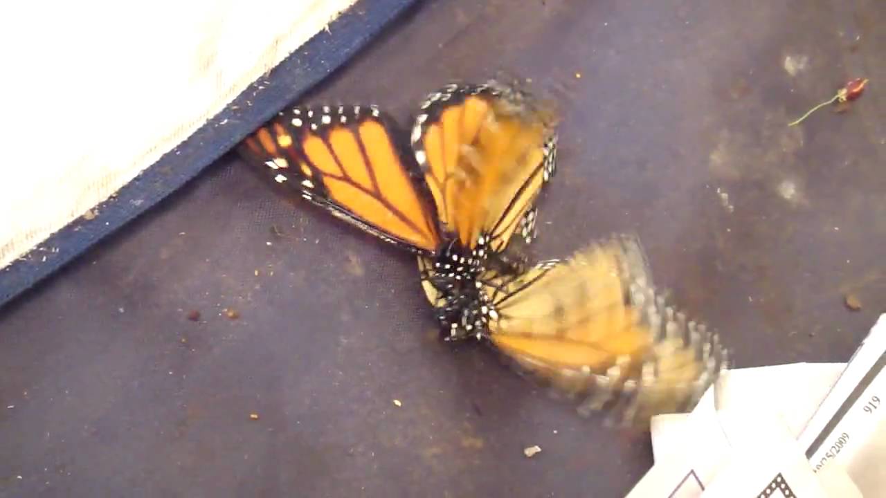 Rearing Monarch Butterflies Clip 12 of 20 Aggressive Mating