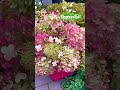 ГОРТЕНЗіІї🌸🌸🌸#гортензія #квітидлясаду #квіти_україни #гортензії #кайф #життя #садівництво #сад