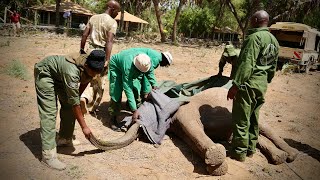 Rescue of Orphaned Elephant Rafiki | Sheldrick Trust