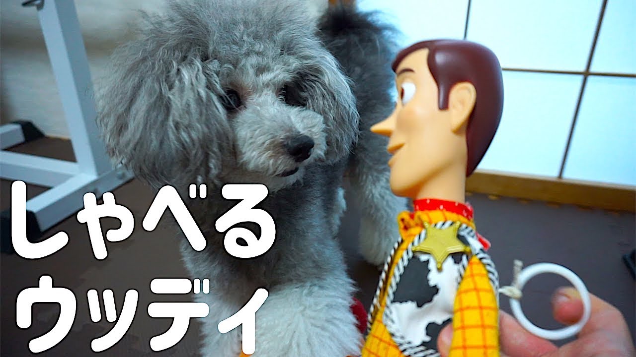 愛犬のオモチャにウッディとミセスポテトヘッドが参戦 だが トイプードルのグリィ Dog Toy Poodle Youtube