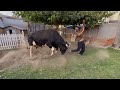 Qurbani Ka Janwr Guse Main agiya😭||HUMLA||