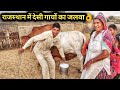 राठी साहीवाल के गड़ बीकानेर राजस्थान से|Rathi Sahiwal Desi cow dairy farm in Bikaner Rajastha