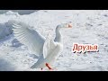 "Друзья" -  слайд для детей / новый детский христианский рассказ о животных  / МСЦ ЕХБ