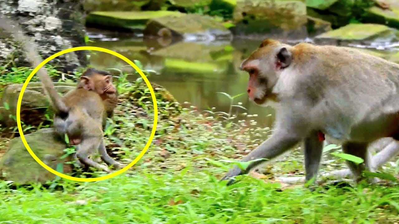 GOD..Help..Jazzy Monkey Cry Shoc-k Run To Escape But No Careful When Big Male A-ttack Mother Forcing