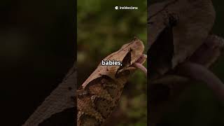 Worlds Smallest Snake Found Again