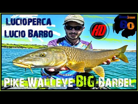 Vídeo: Pesca De Lúcio Com Isca Viva Na Gaiola