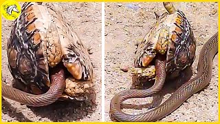 20 Animals That Messed With The Wrong Turtle Caught On Camera | Animal Fights