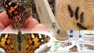 Butterfly Life Cycle Project: From Caterpillar to Chrysalis to Butterfly, Amazing to Watch!