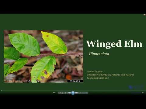 Tree of the Week - Winged Elm