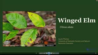 Tree of the Week - Winged Elm