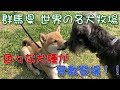 豆柴の仔犬ふくが世界の名犬牧場で色々なわんちゃんと触れ合ってきた! #27