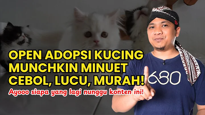 Watch the video about Munchkin Minuet is open for adoption, a short, cute, and affordable puppy! Adopters are flocking ...