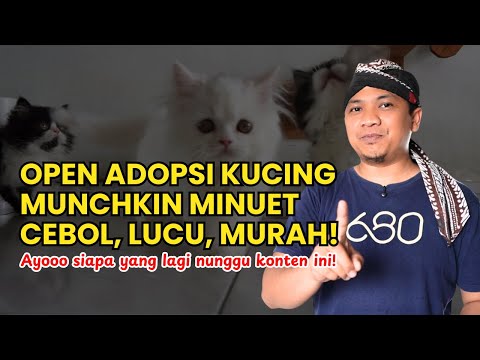 Munchkin Cat For Adoption