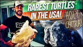 Rarest Turtles in the United States!
