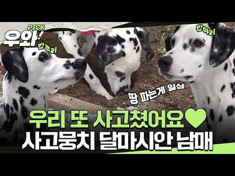 [⭐‍️#우와픽] 세트로 붙어 다니면서 사고 치는 우애 좋은 우리♥️ #TV동물농장 #우와한비디오 #우와비