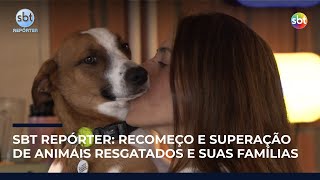 SBT Repórter mostra o trabalho de ONGs e famílias que resgatam animais abandonados | #SBTReporter