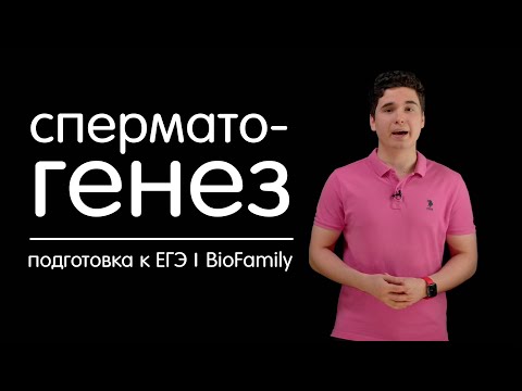 Сперматогенез | ЕГЭ | BioFamily