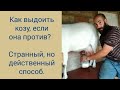 Как выдоить козу, если она против?