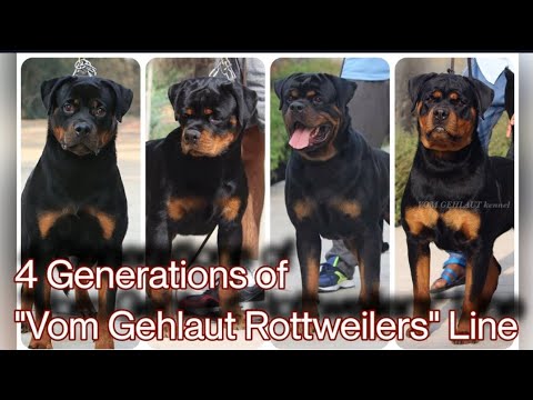 4 Generations|| Vom Gehlaut Rottweilers|| Bred in India 🇮🇳||