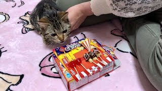 妹とお祭りしてたら楽しすぎて参加しに来てしまった猫w