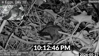 Betty Blackbird - 4 Eggs, Day 10 Part 2