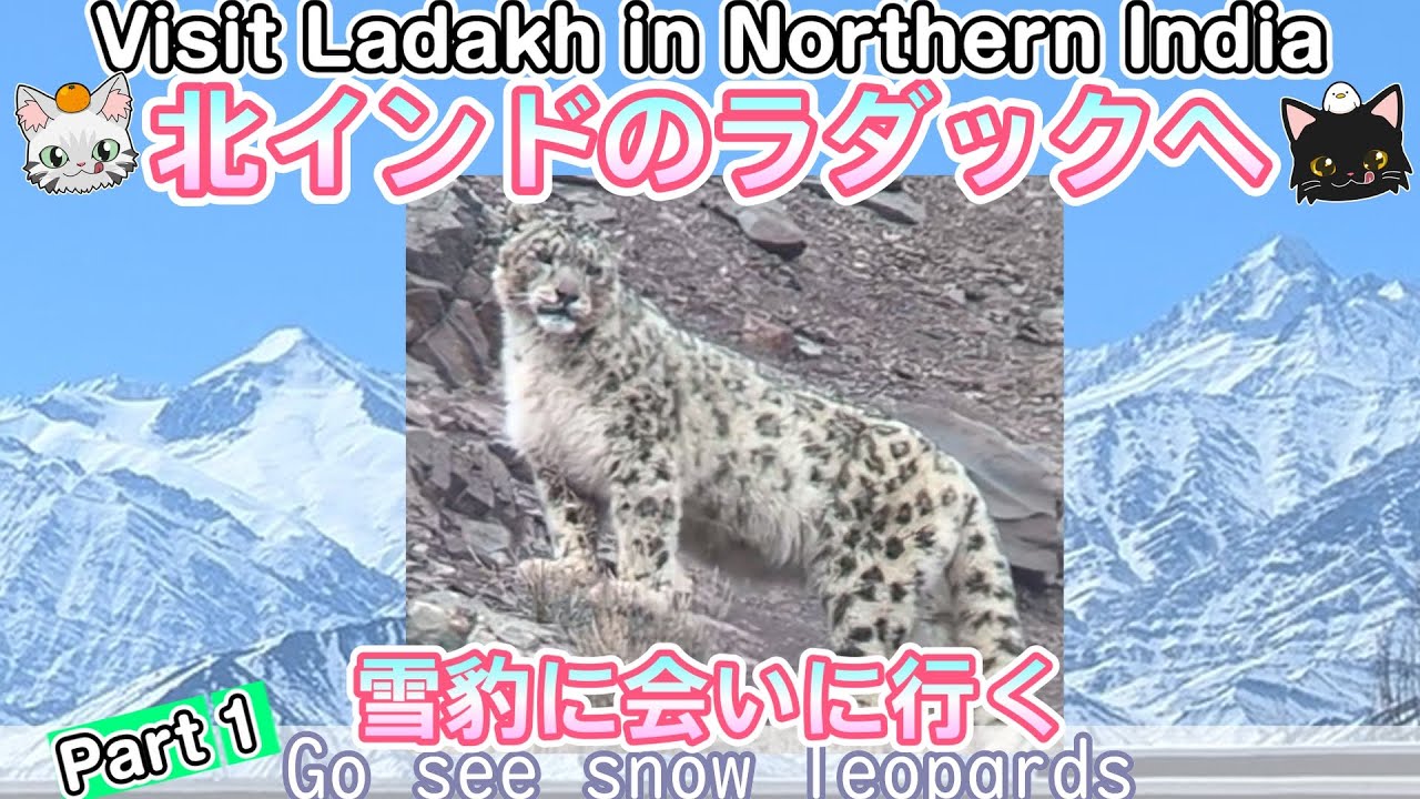 0556 [Ladakh①] Snow leopard tour with photographer Tomonobu 