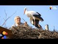 Man does everything for his rescued stork   klepetan  malena  the dodo