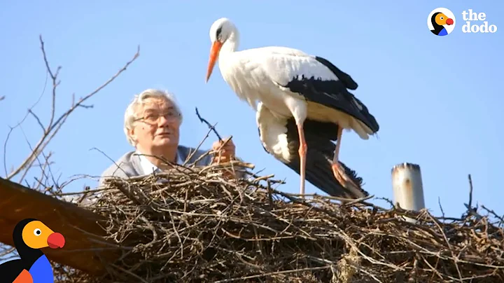 Man Does Everything For His Rescued Stork -  KLEPE...
