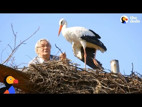 Video: Stork - Medicinal Properties And Use Of The Common Stork (crane)