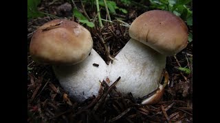 Белые грибы пошли массово! Что творится в лесу..  Июль 2019 года.